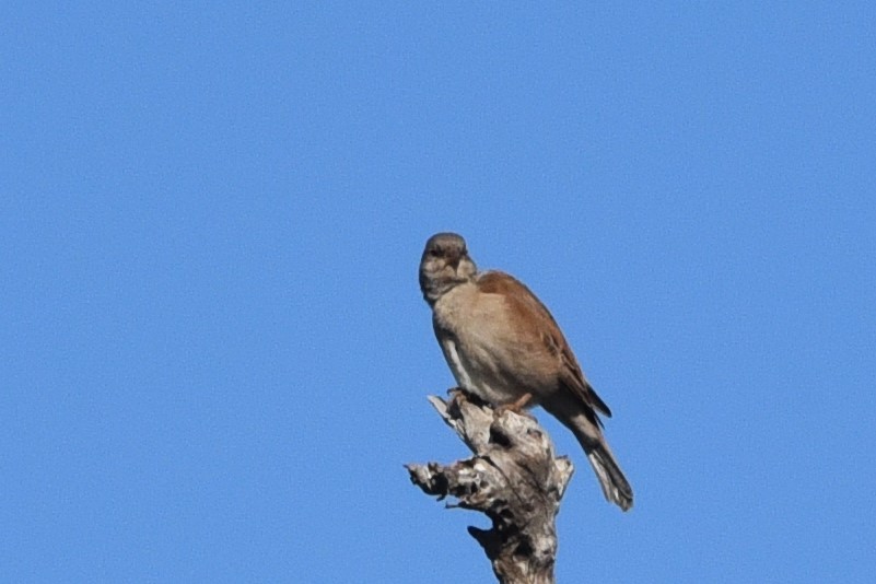 Southern Gray-headed Sparrow - ML619169708