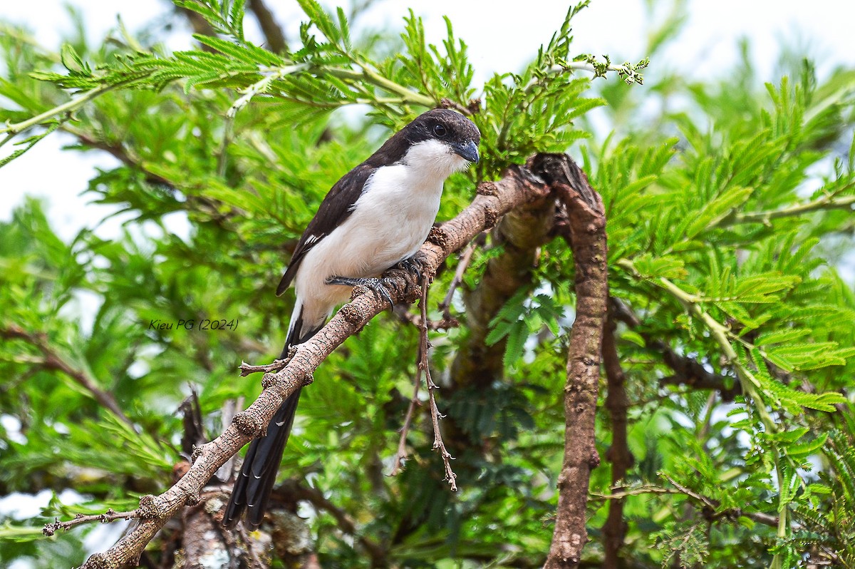 Long-tailed Fiscal - ML619169726