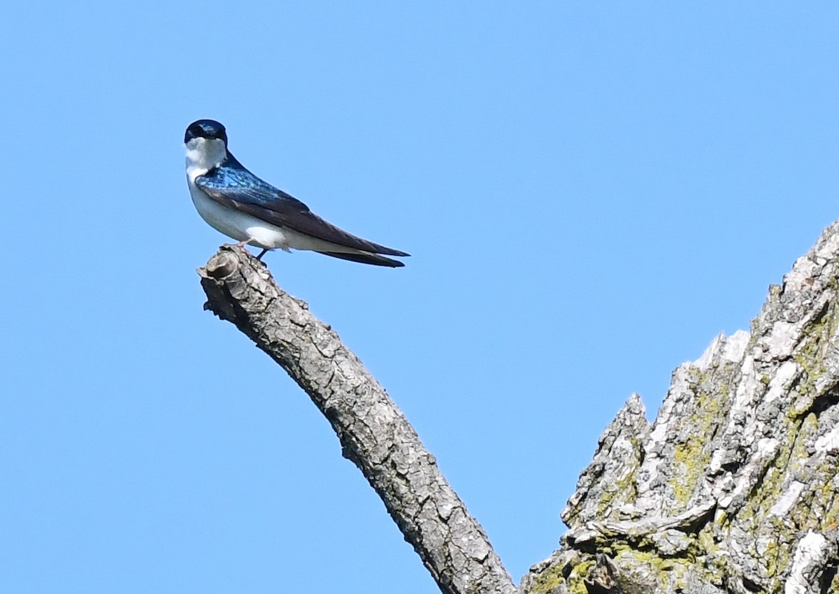 Tree Swallow - ML619169789