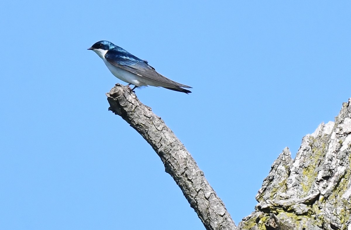 Tree Swallow - ML619169790