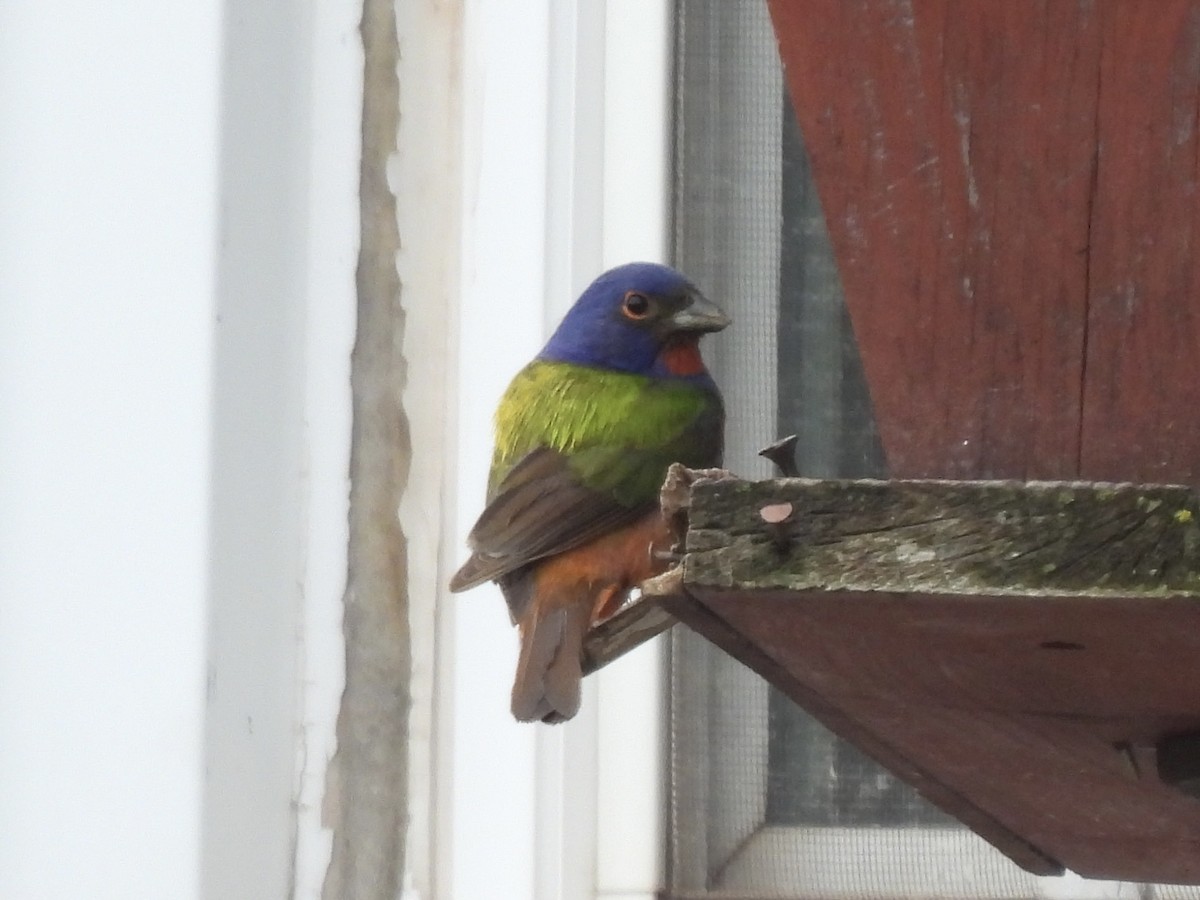 Painted Bunting - ML619169806