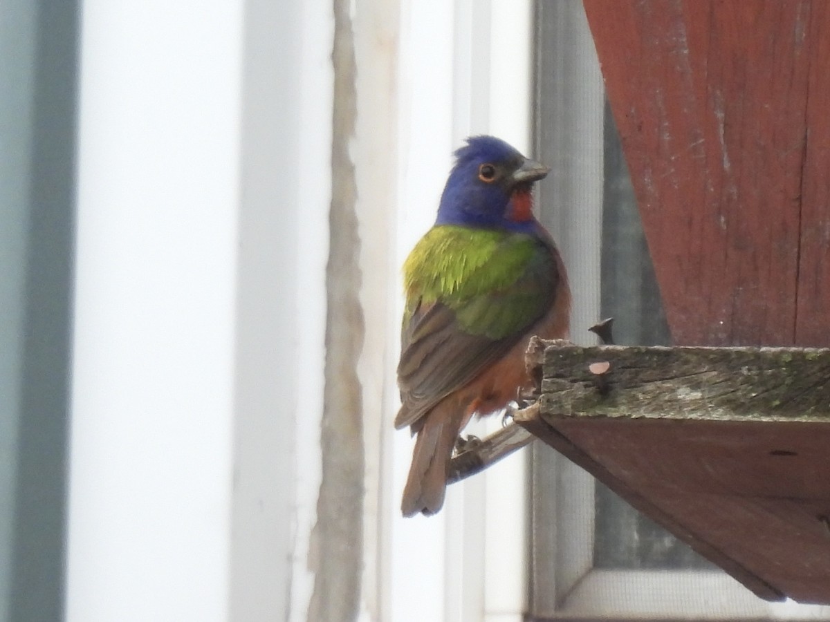 Painted Bunting - ML619169807