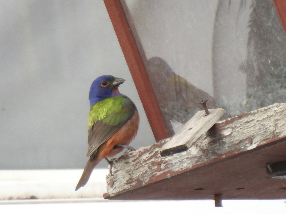 Painted Bunting - ML619169808