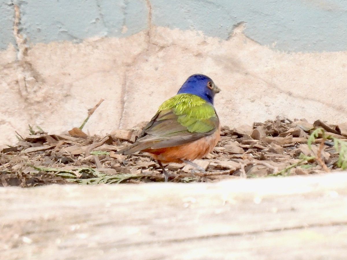 Painted Bunting - ML619169810