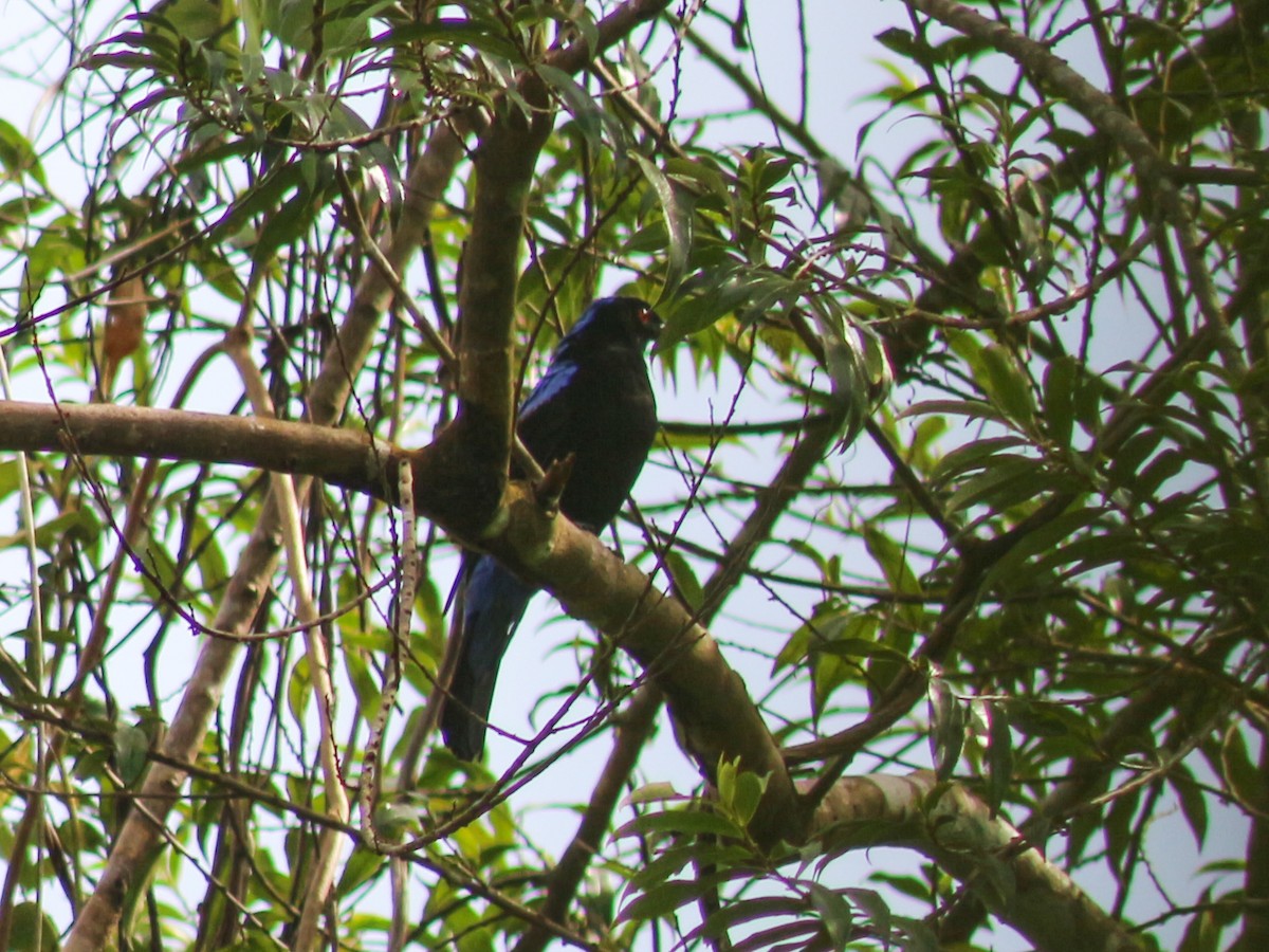 Asian Fairy-bluebird - ML619169816