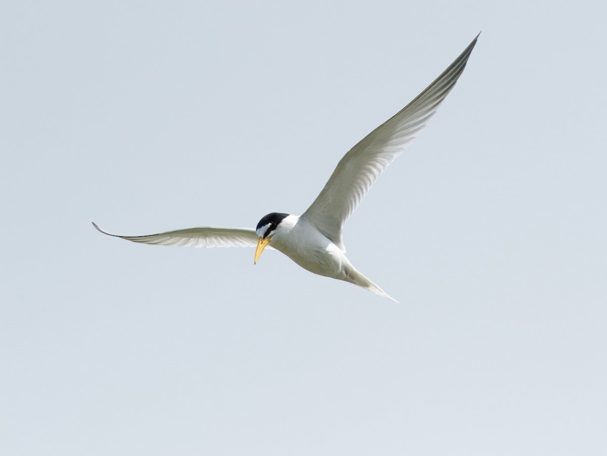 Little Tern - ML619169840