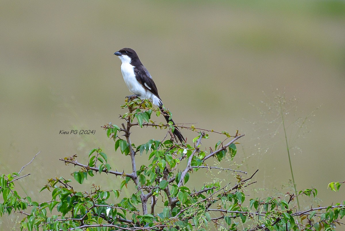 Long-tailed Fiscal - ML619169870