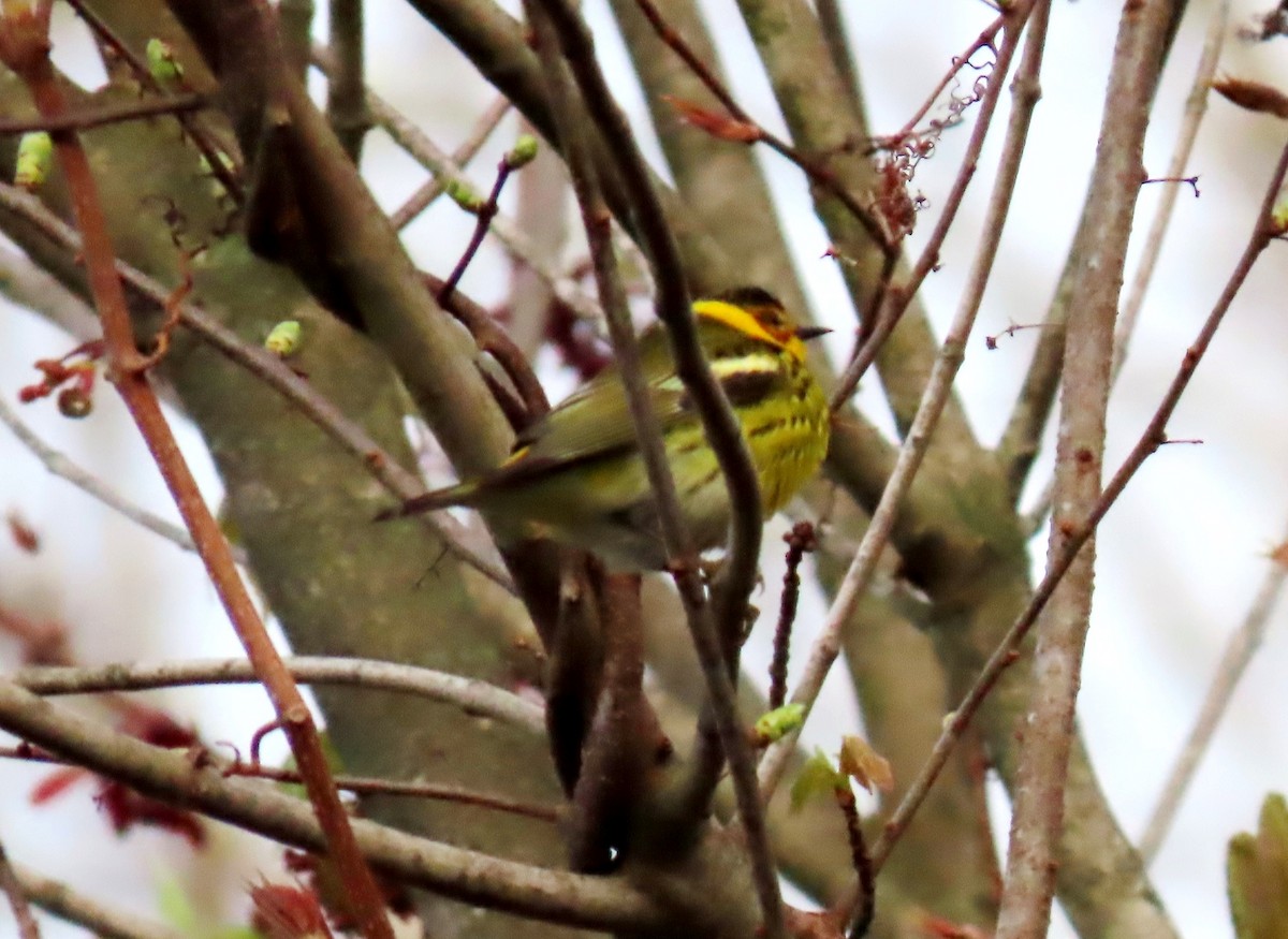 Cape May Warbler - ML619169875