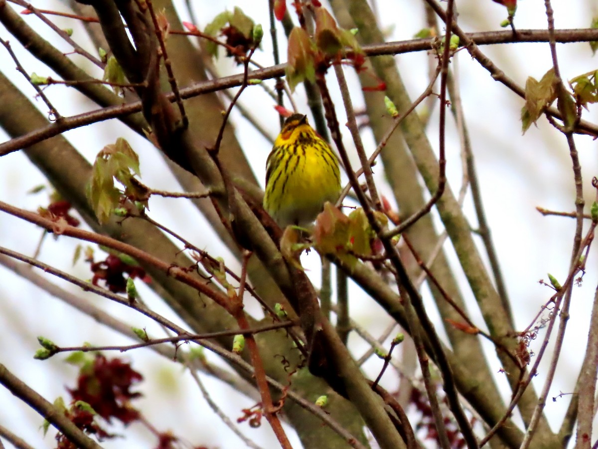Cape May Warbler - ML619169878