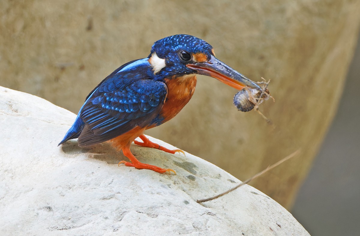 Martin-pêcheur à poitrine bleue (cyanopectus) - ML619169923