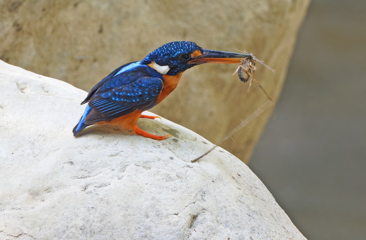 Martin-pêcheur à poitrine bleue (cyanopectus) - ML619169924