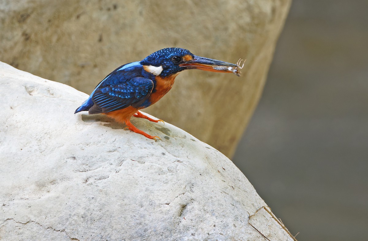 Martin-pêcheur à poitrine bleue (cyanopectus) - ML619169926