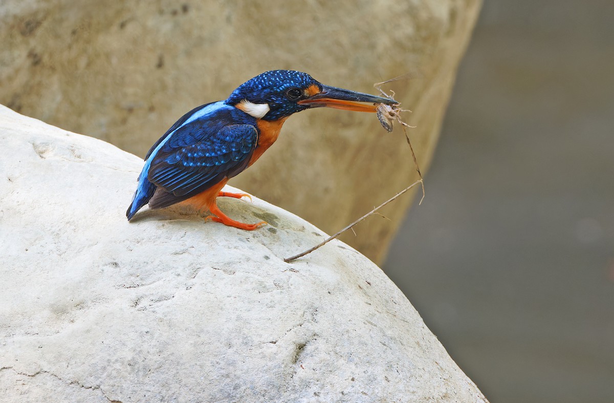 Indigo-banded Kingfisher (Northern) - ML619169927