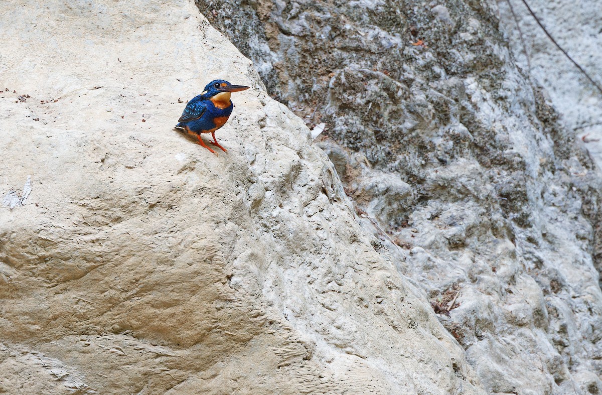 Martin-pêcheur à poitrine bleue (cyanopectus) - ML619169928