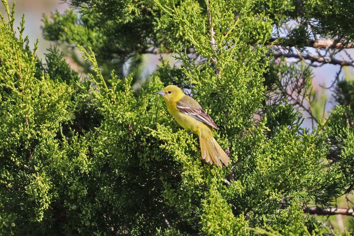 Orchard Oriole - ML619169929