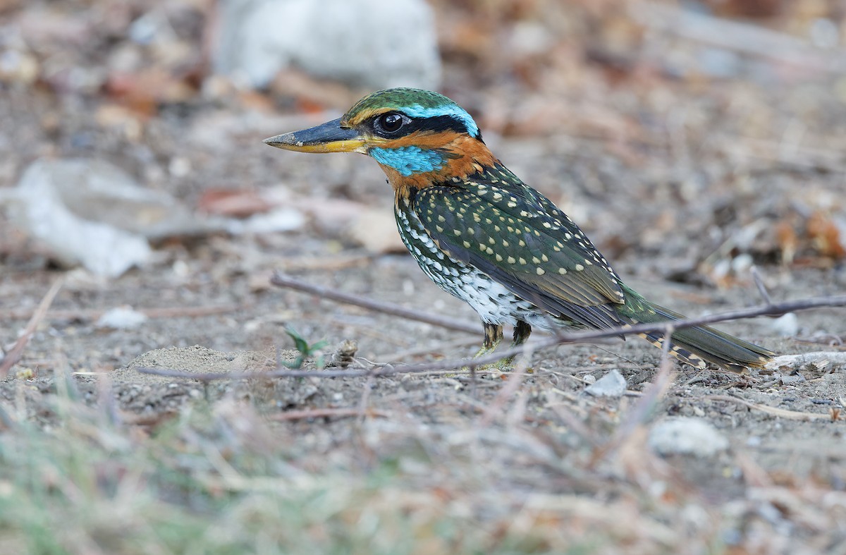 Spotted Kingfisher - ML619169946