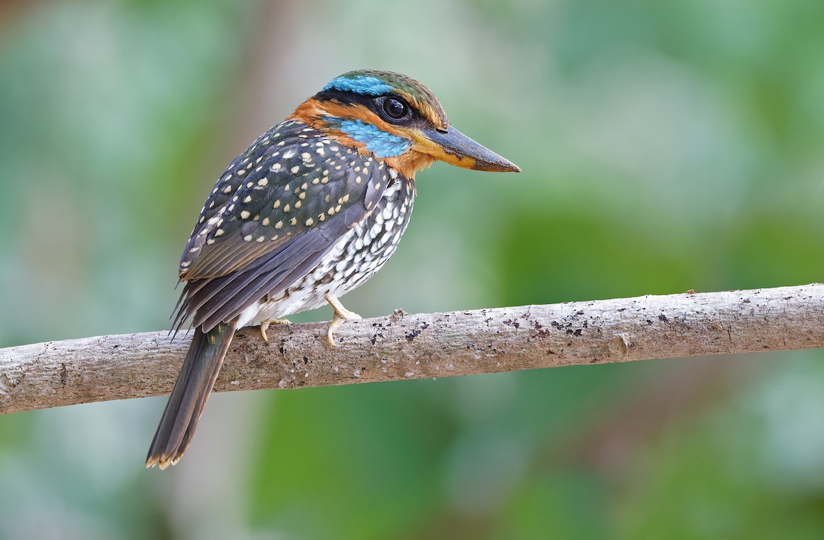 Spotted Kingfisher - ML619169948