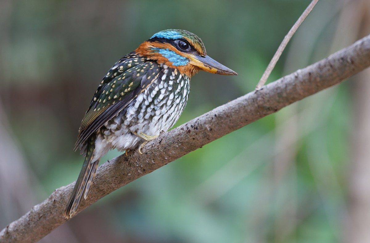 Spotted Kingfisher - ML619169949