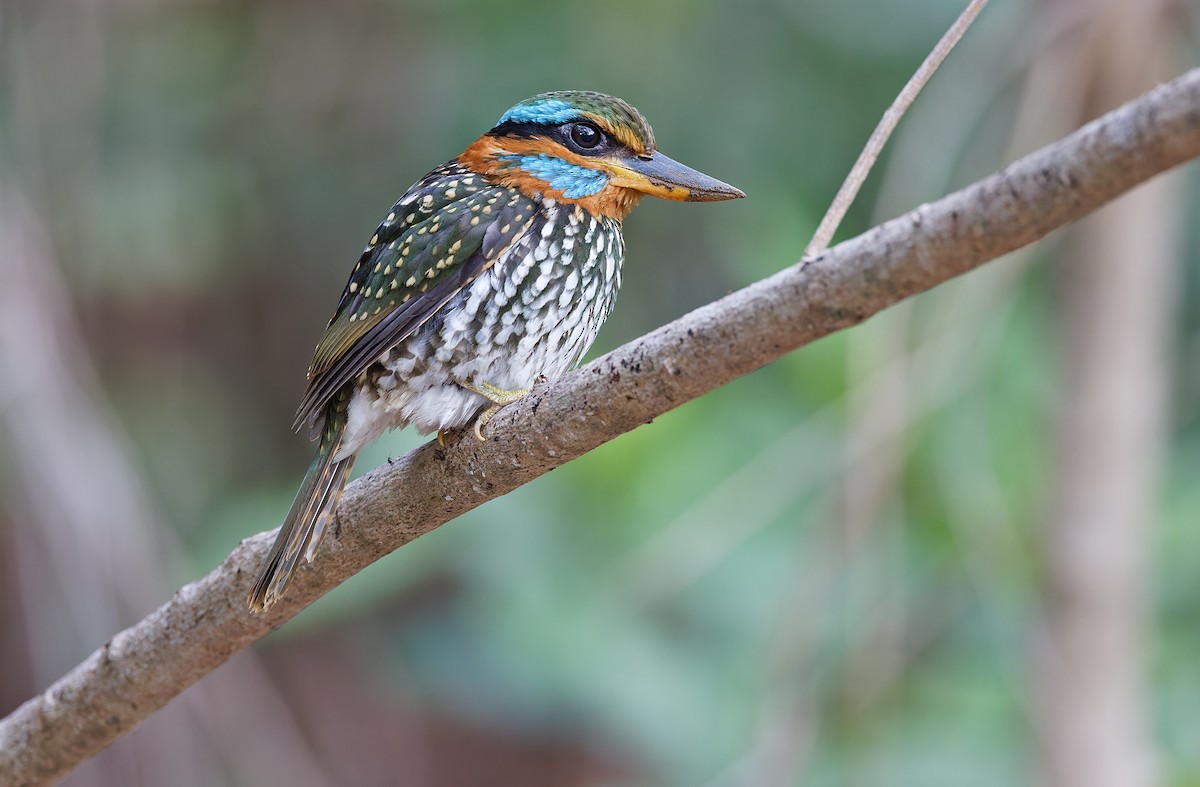 Spotted Kingfisher - ML619169950
