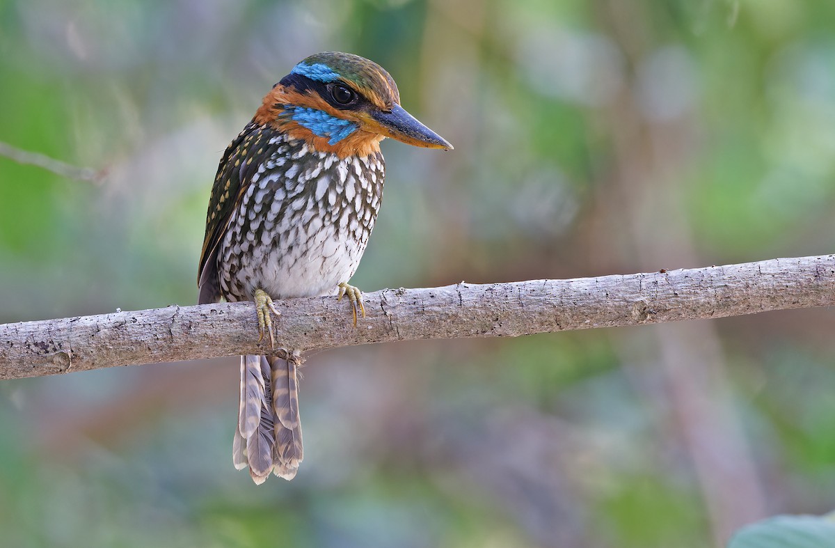 Spotted Kingfisher - ML619169952