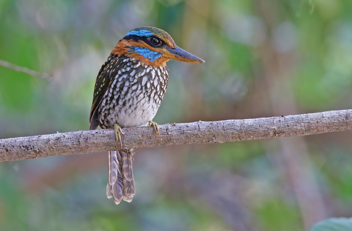 Spotted Kingfisher - ML619169957