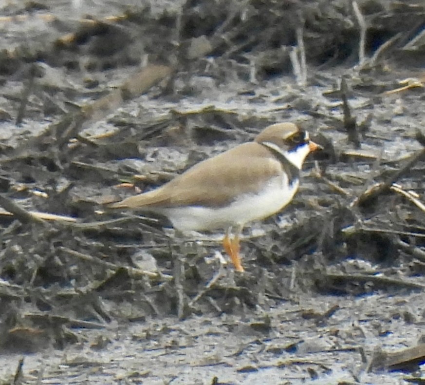 Semipalmated Plover - ML619169970