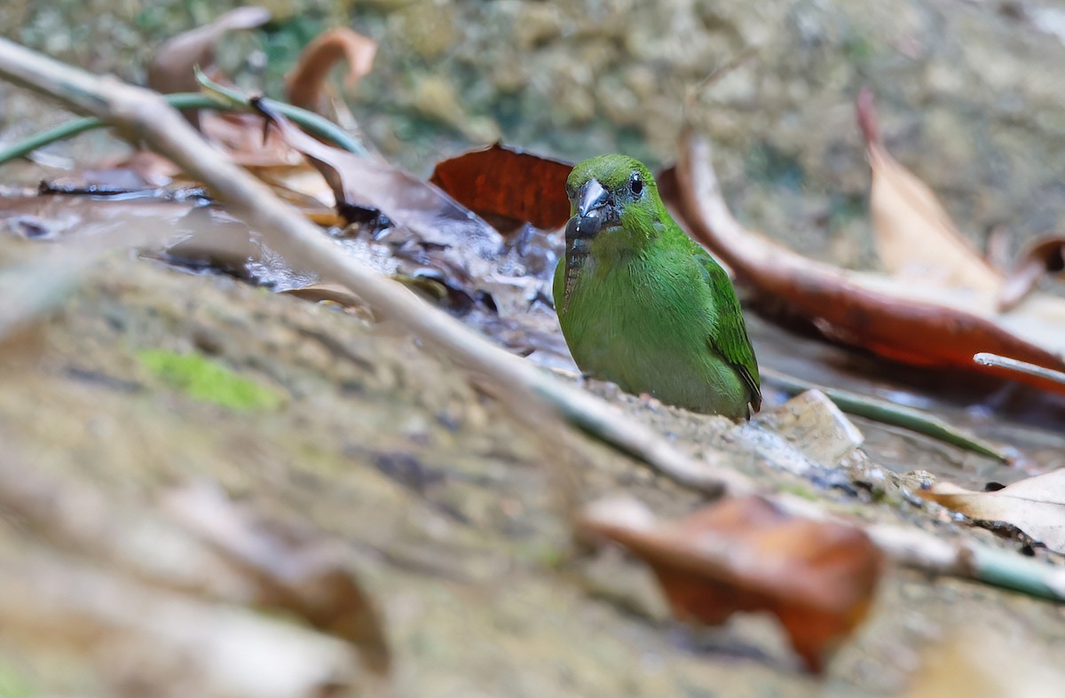 Green-faced Parrotfinch - ML619170029