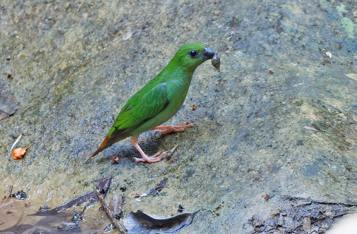 Luzon Papağan İspinozu - ML619170030