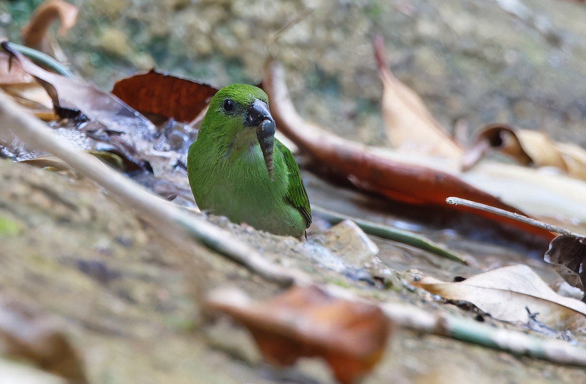 Green-faced Parrotfinch - ML619170031