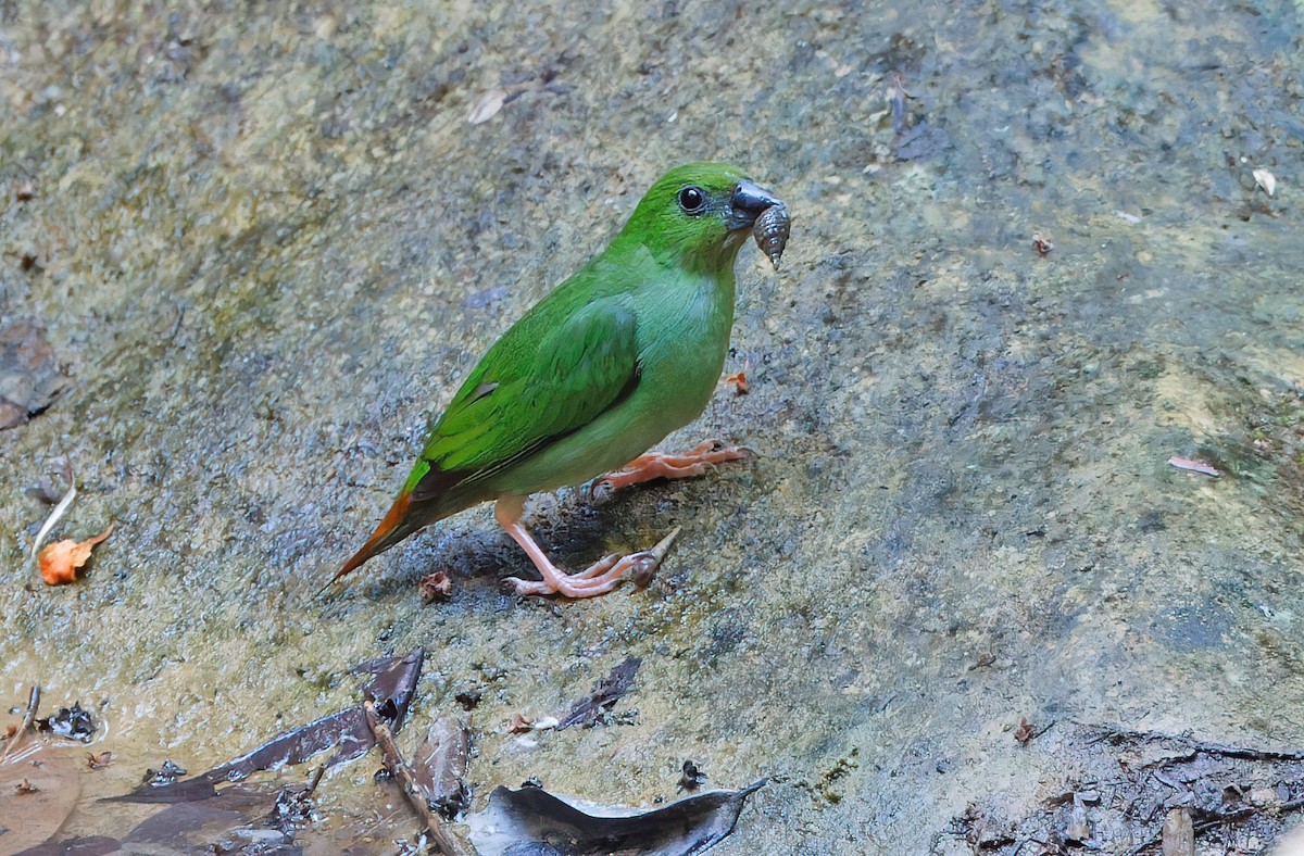 Luzon Papağan İspinozu - ML619170032