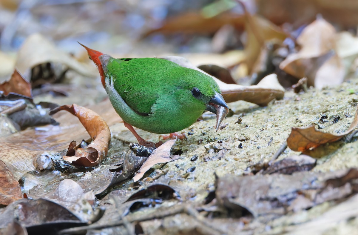 Green-faced Parrotfinch - ML619170035