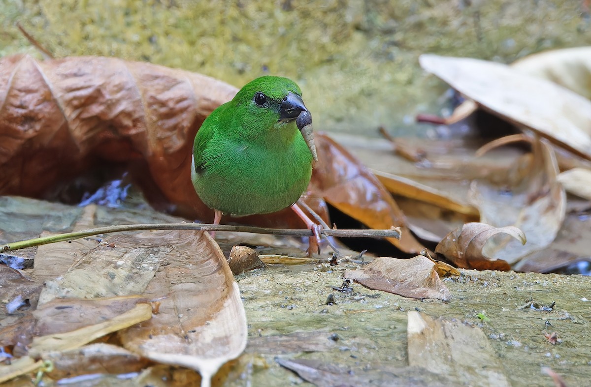 Green-faced Parrotfinch - ML619170046