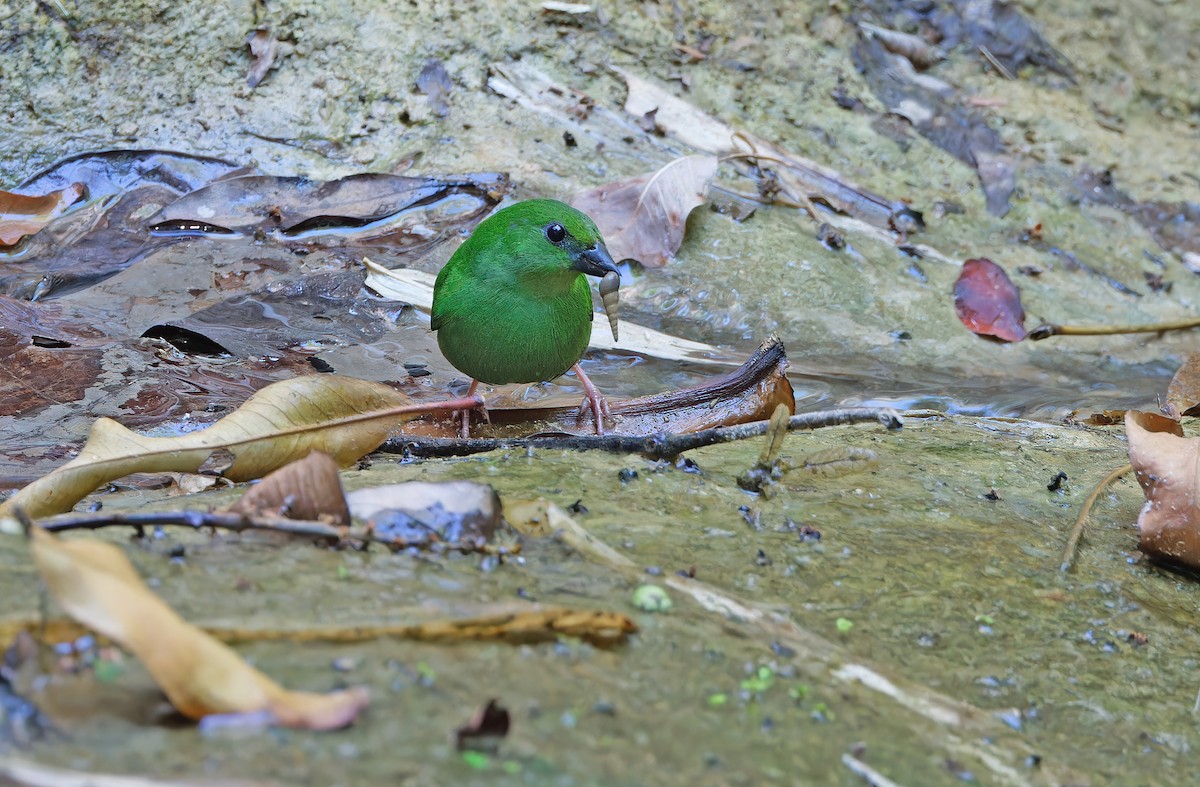 Green-faced Parrotfinch - ML619170047