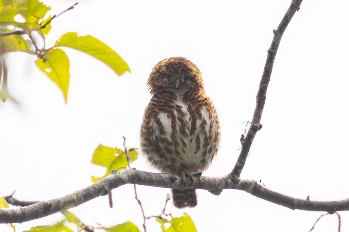 Collared Owlet - ML619170057