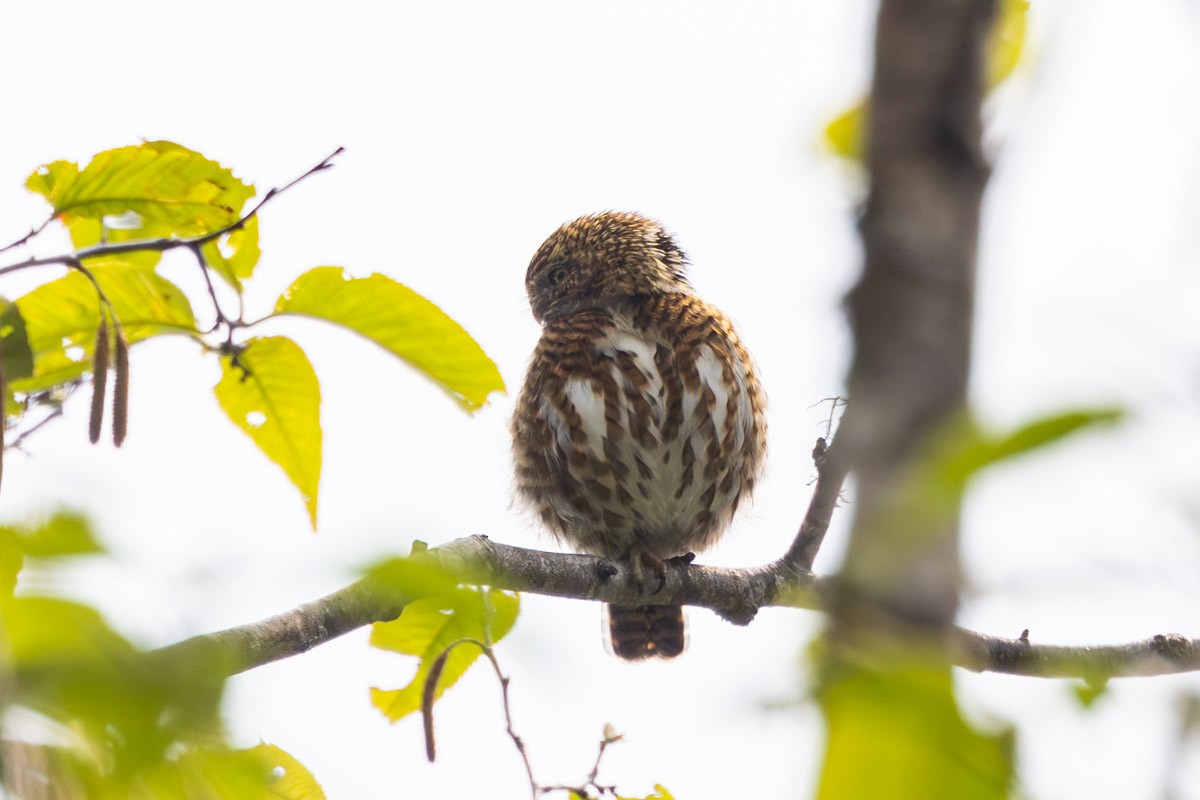 Collared Owlet - ML619170058