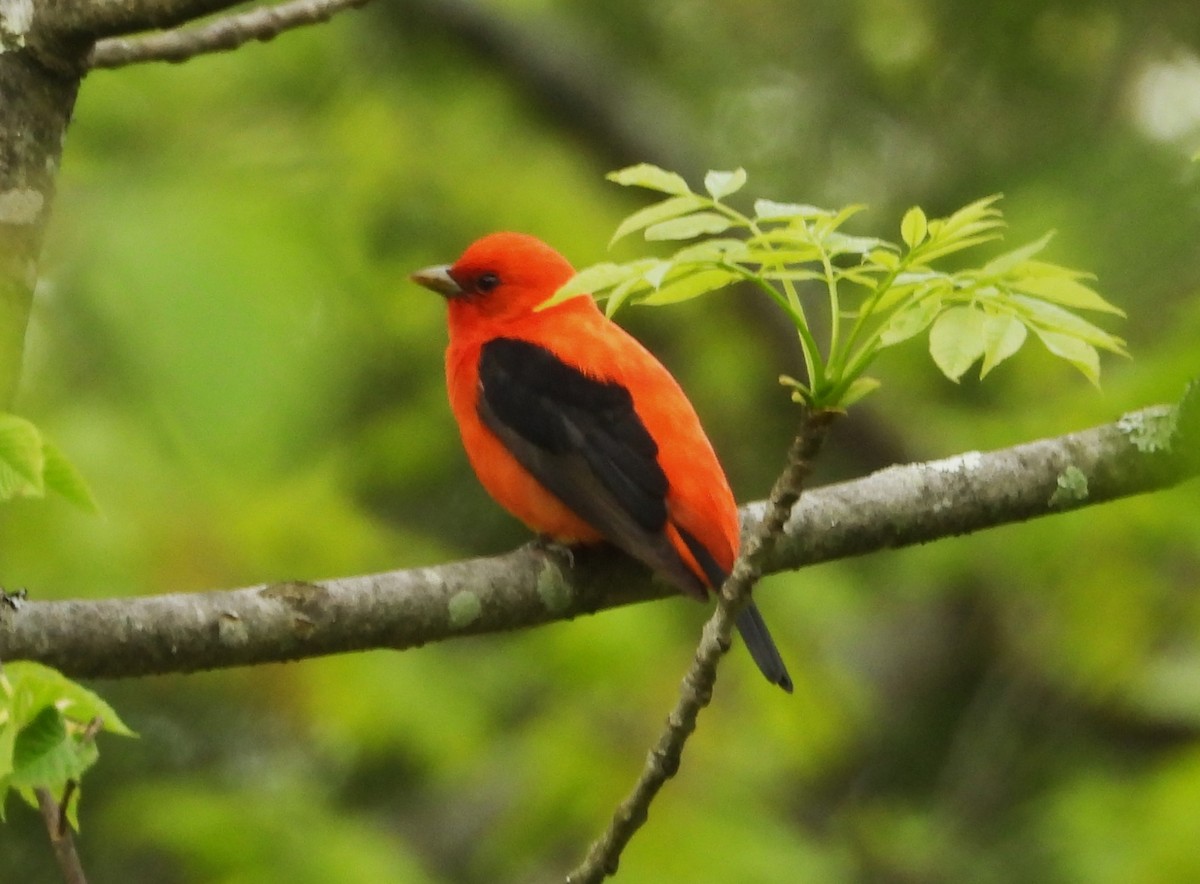 Scarlet Tanager - ML619170079