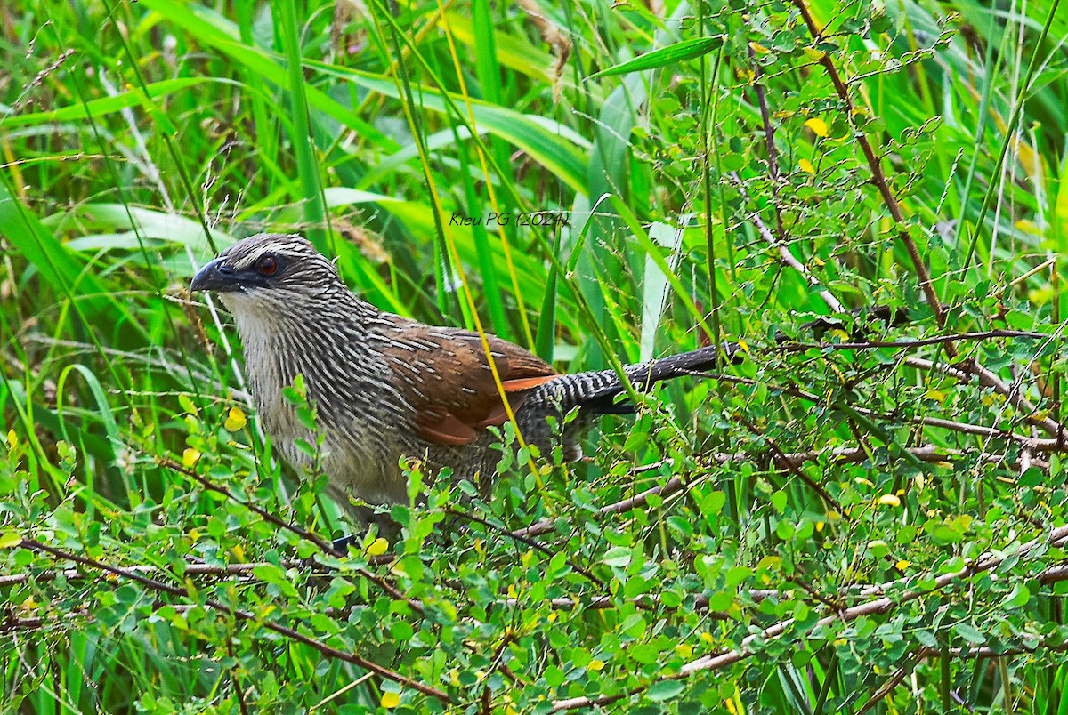 White-browed Coucal - ML619170193