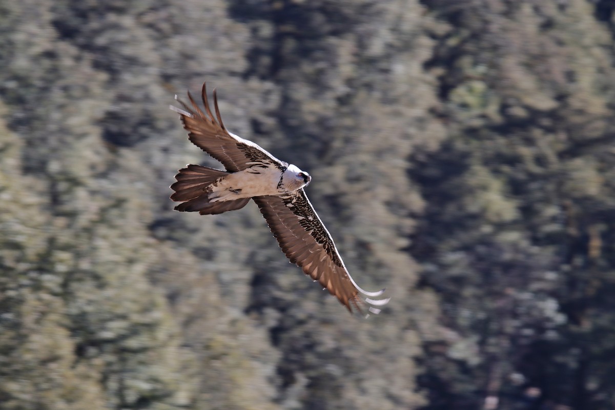 Bearded Vulture - ML619170205