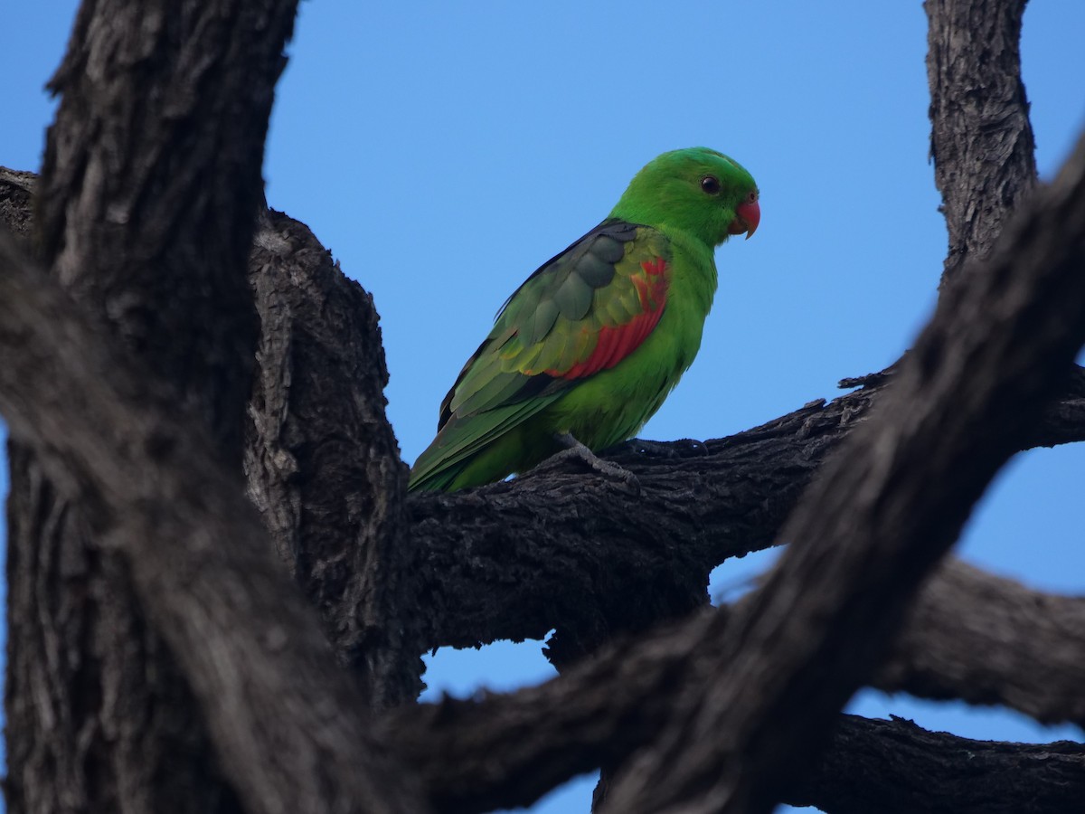 Red-winged Parrot - ML619170213