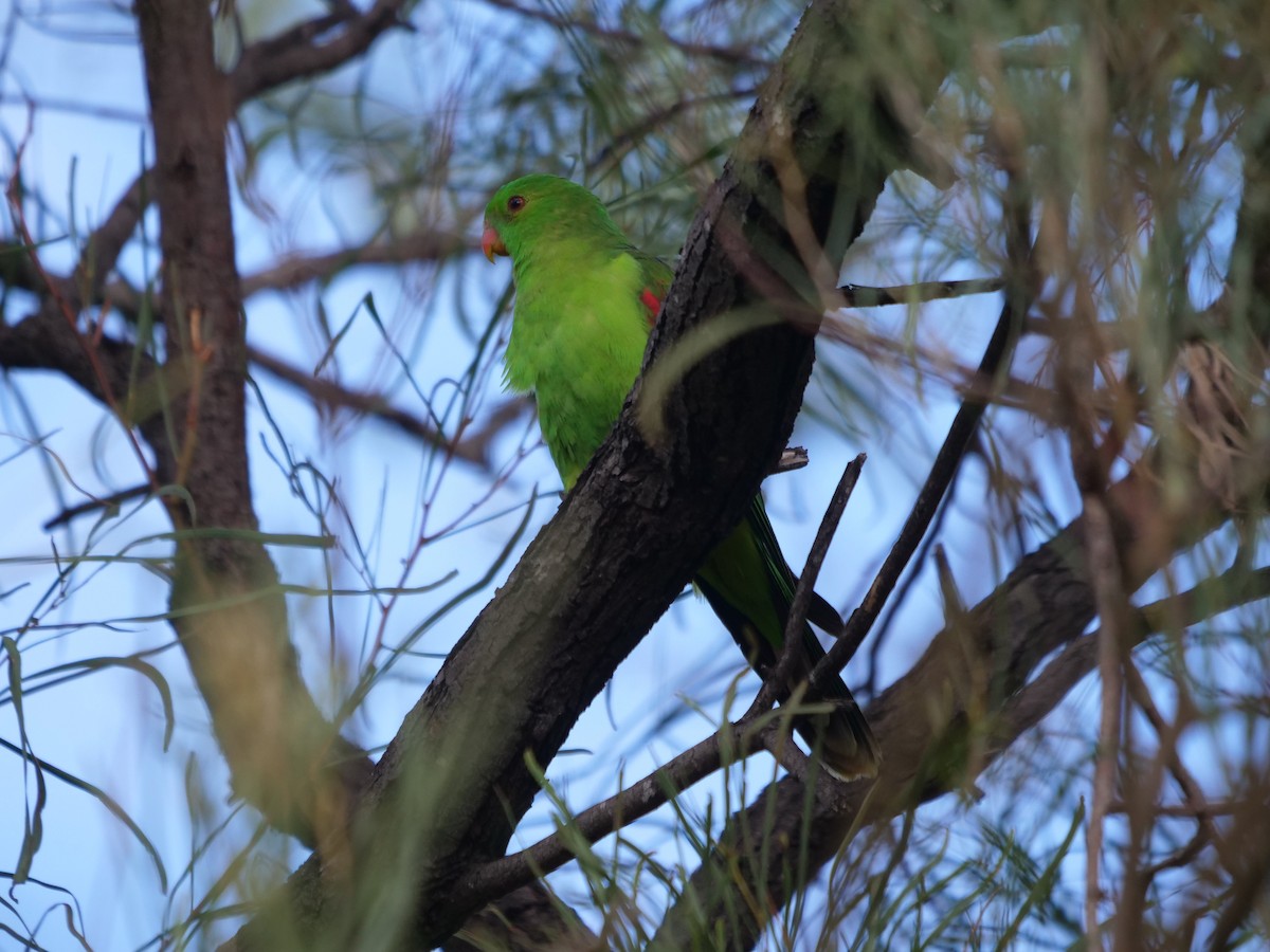Red-winged Parrot - ML619170214