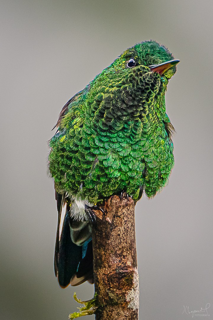 kolibřík blýskavý - ML619170217