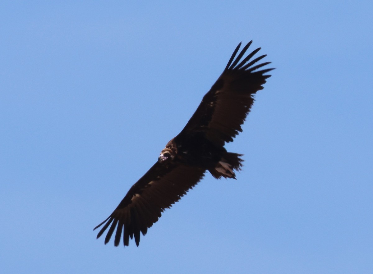 Cinereous Vulture - ML619170357