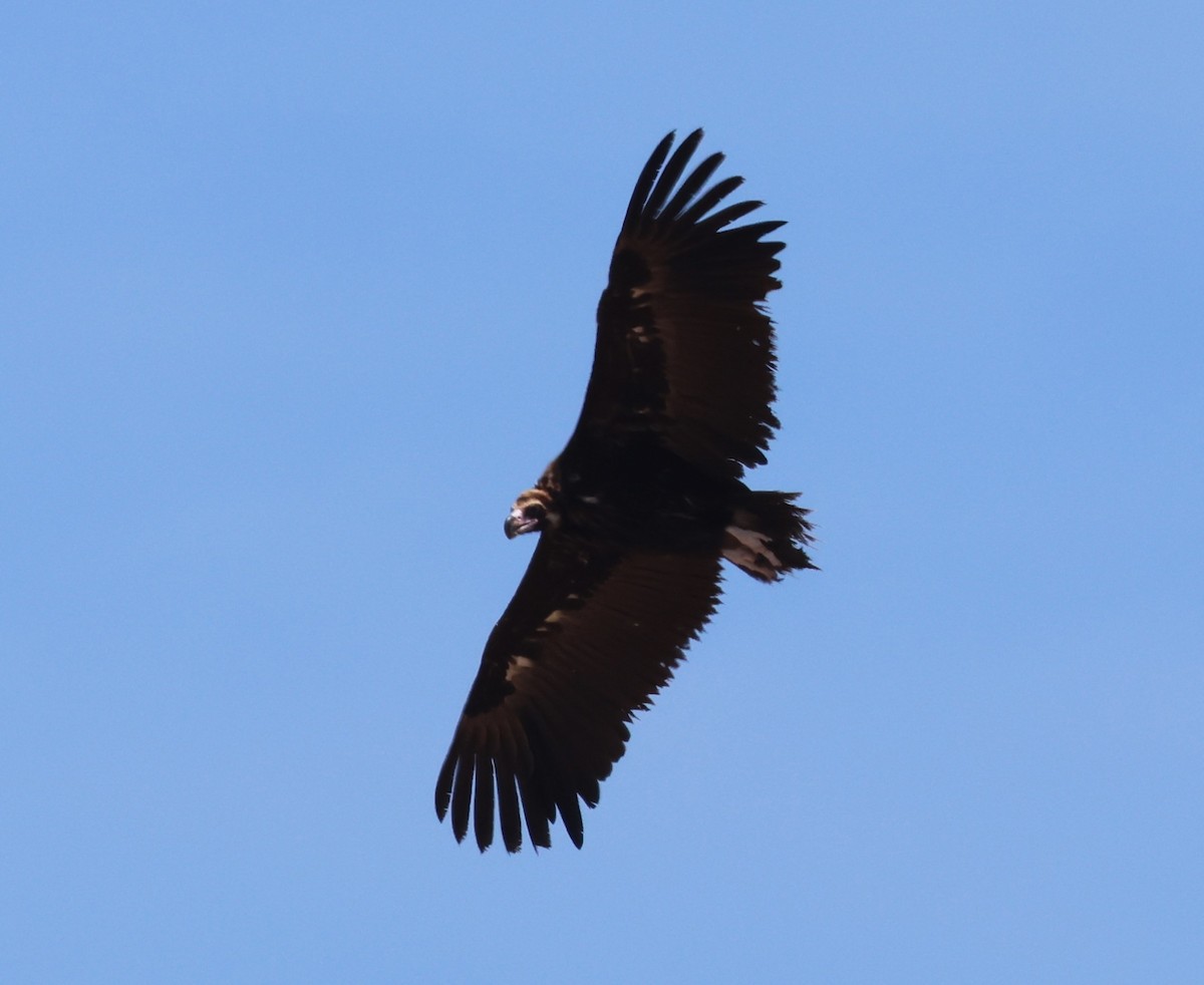 Cinereous Vulture - ML619170358