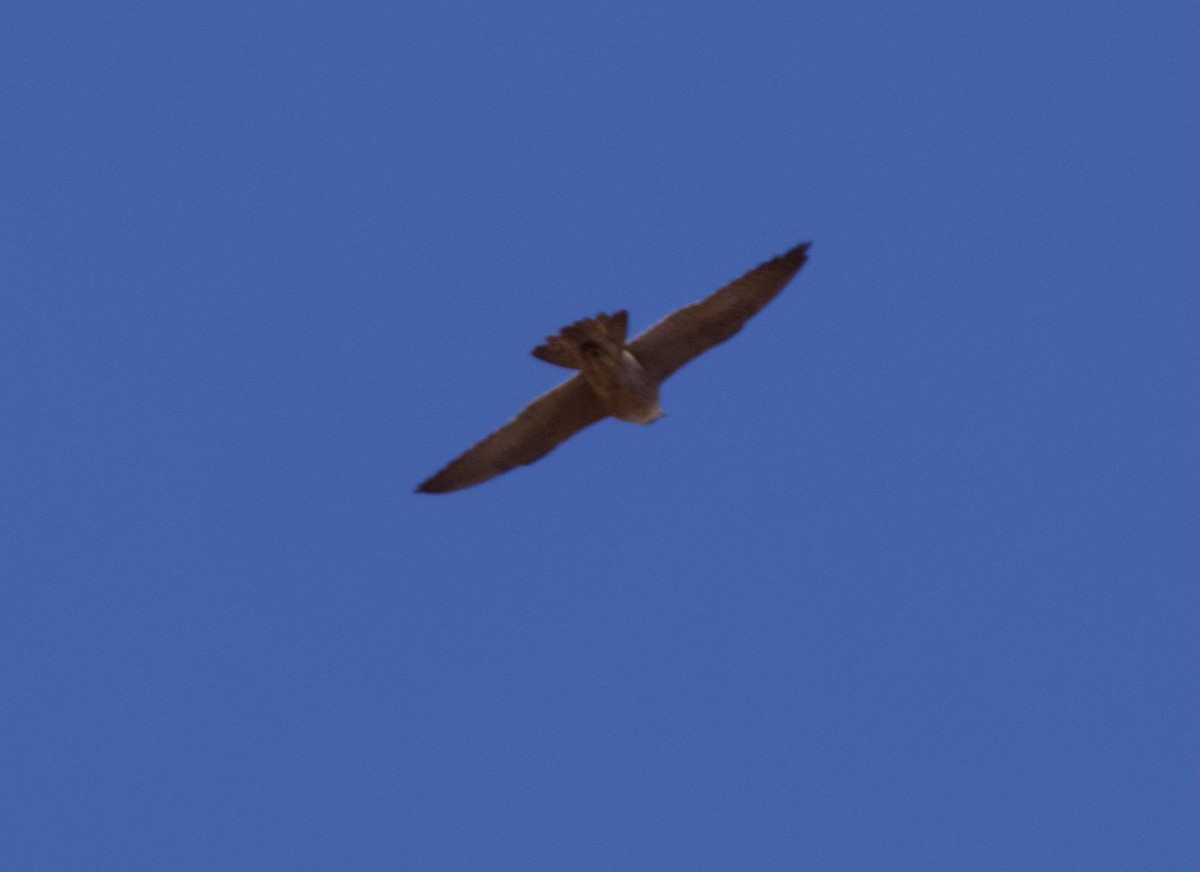 Peregrine Falcon - ML619170458