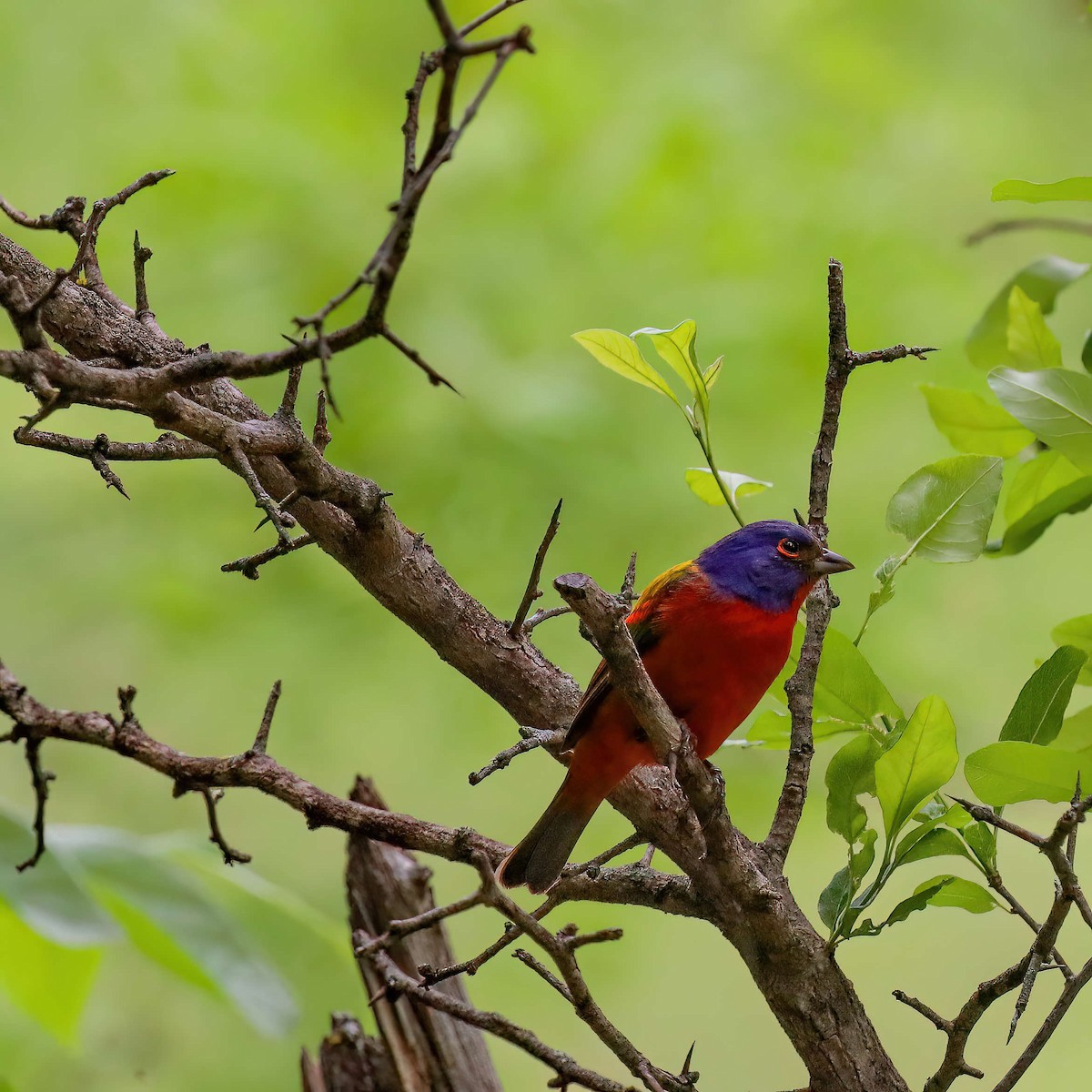 Painted Bunting - ML619170468