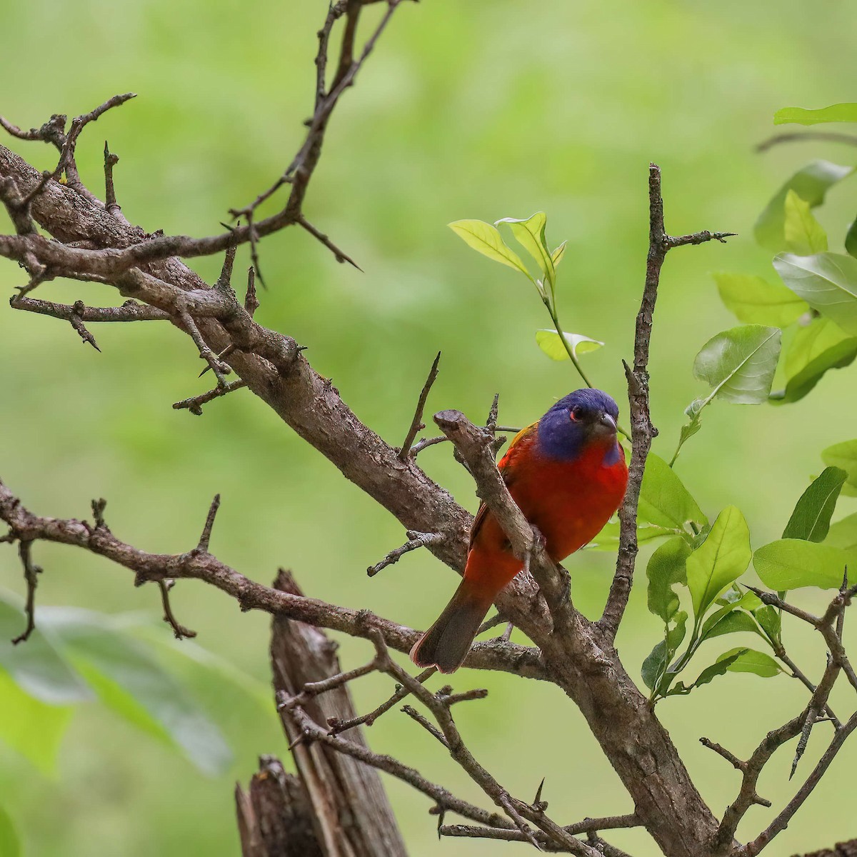 Painted Bunting - ML619170472