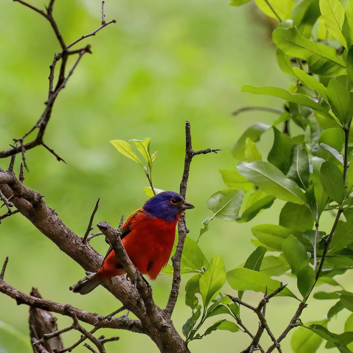 Painted Bunting - ML619170473