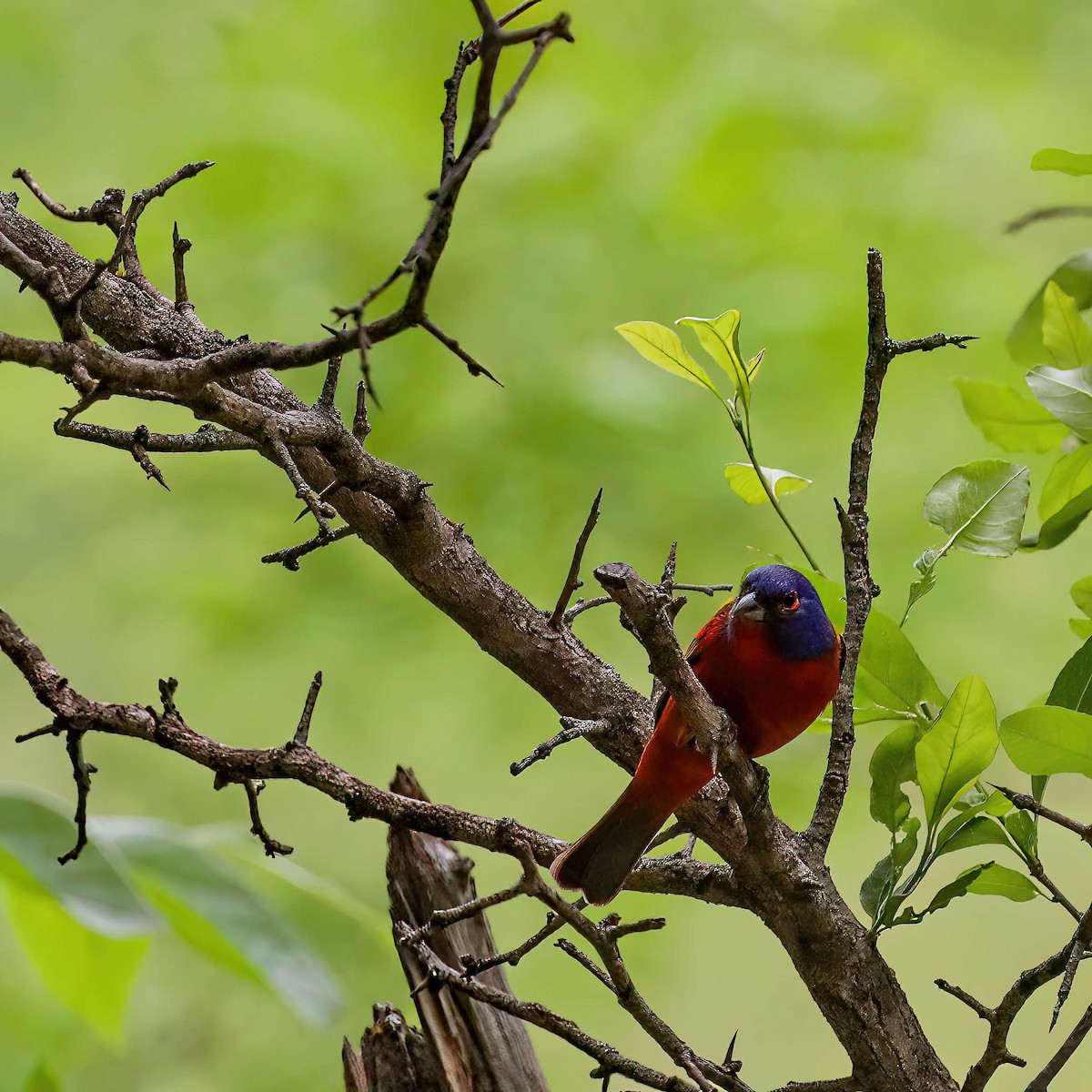 Painted Bunting - ML619170475