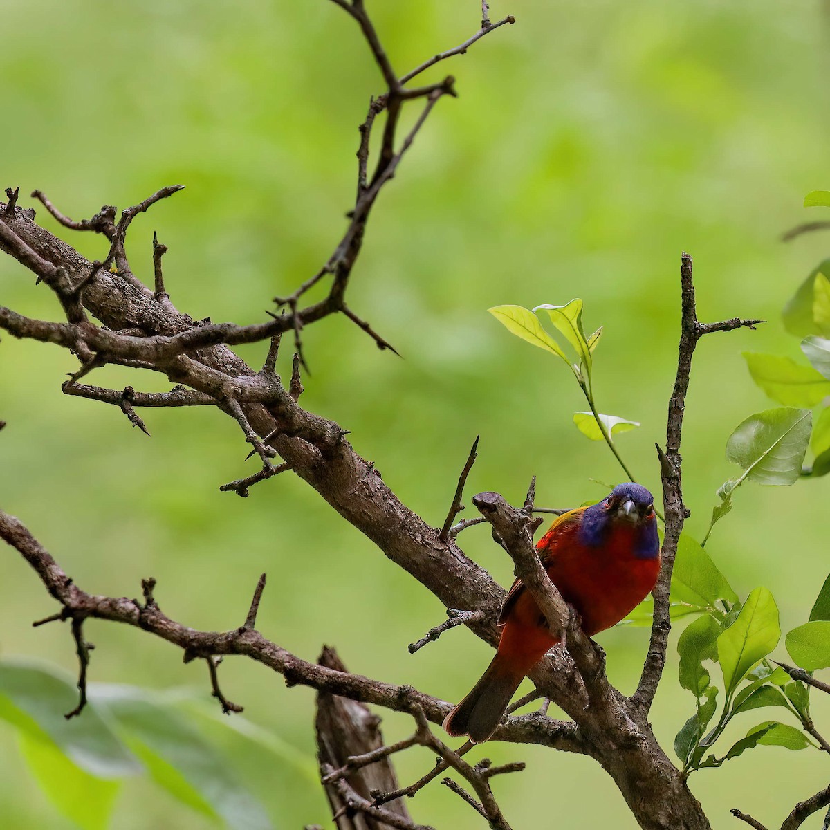 Painted Bunting - ML619170476