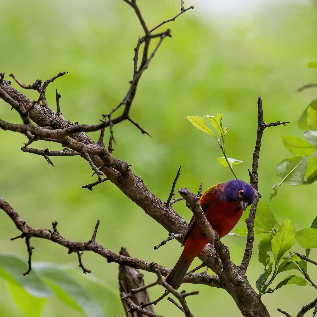 Painted Bunting - ML619170477